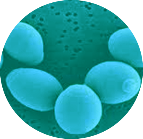Saccharomyces Boulardii probiotic