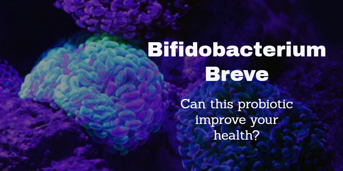 Photo of bifidobacterium breve microorganisms which have probiotic qualities for humans