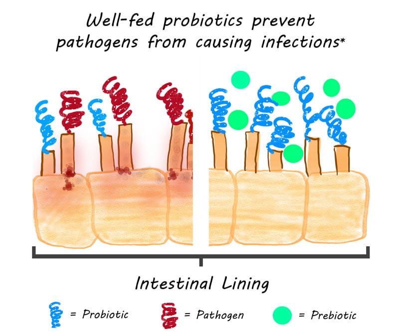 Image of an illustration showing how prebiotics feed probiotics, which can help prevent infection