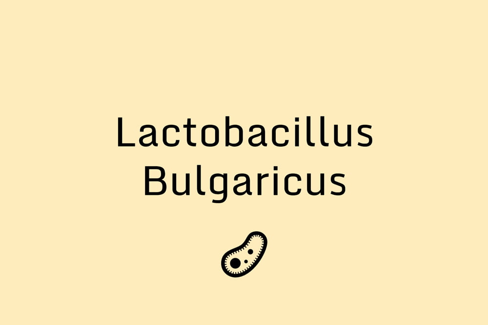 Lactobacillus Bulgaricus A Probiotic Strain Consumer's Health Report