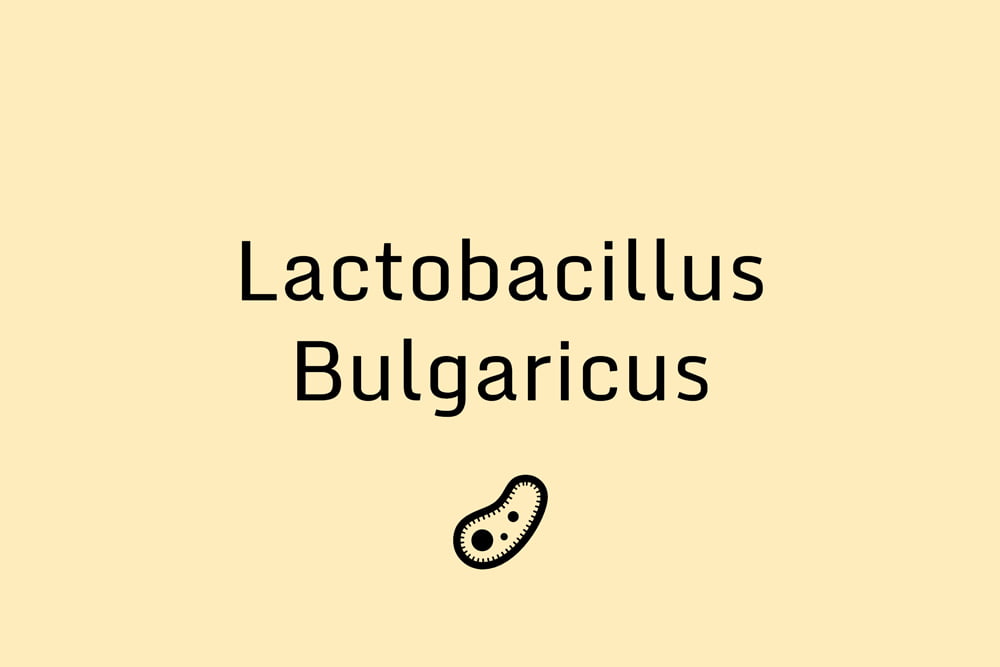 Black text on a yellow background that says "lactobacillus bulgaricus" and a graphic of a bacterial cell